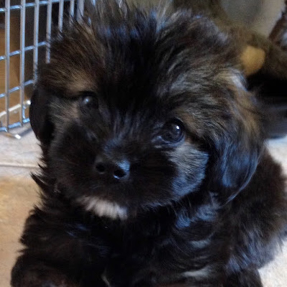 Meet your Posher, Chewy - Picture 1 of 1
